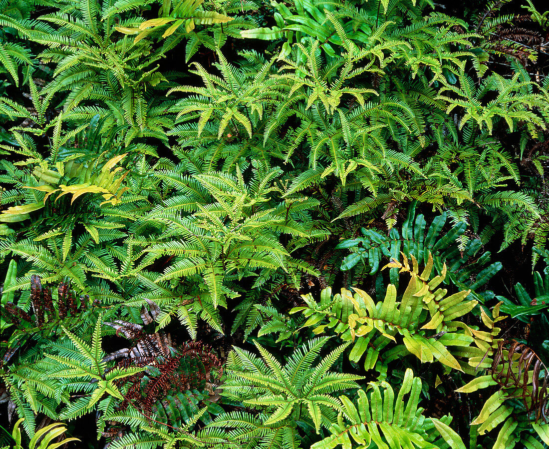 Ferns in temperate rainforest
