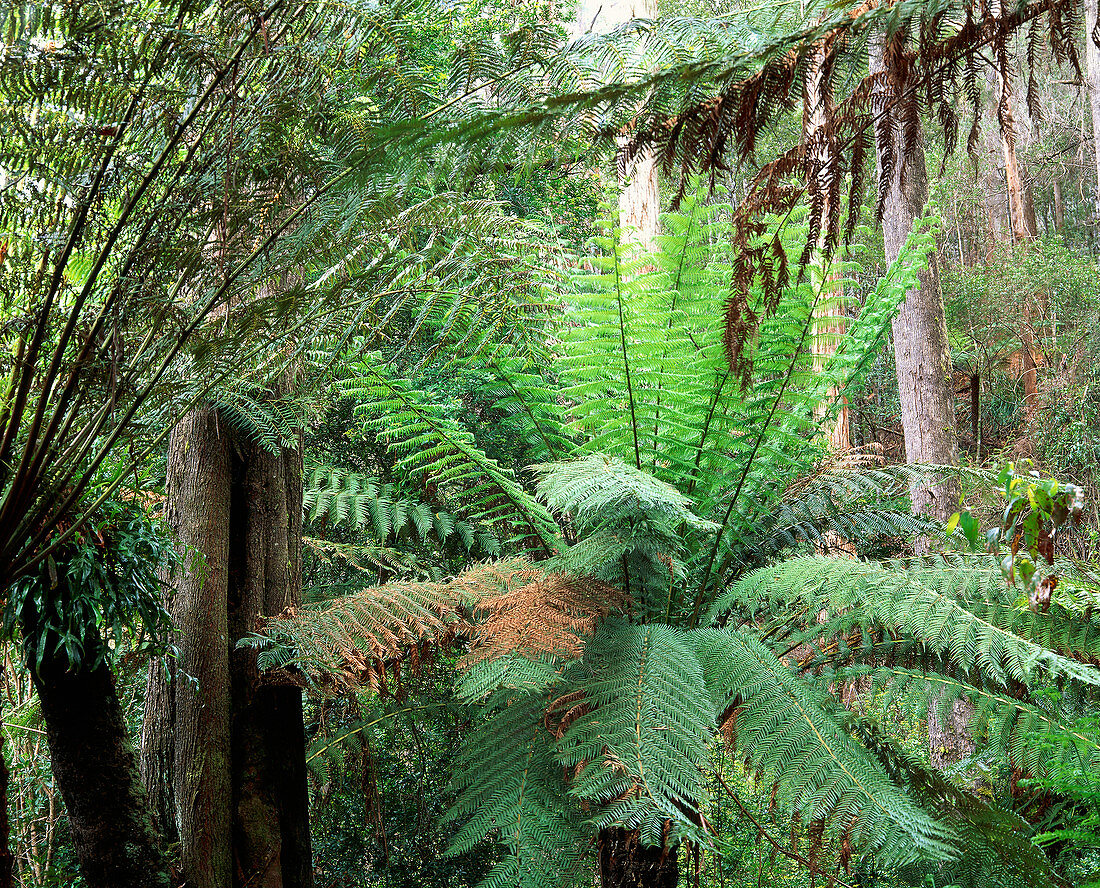 Tree ferns in temperate rainforest