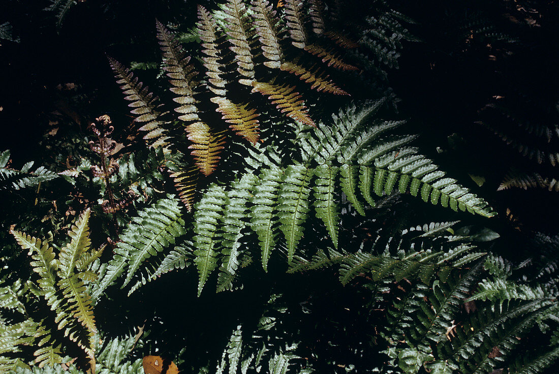 Japanese shield fern (Dryopteris sp.)
