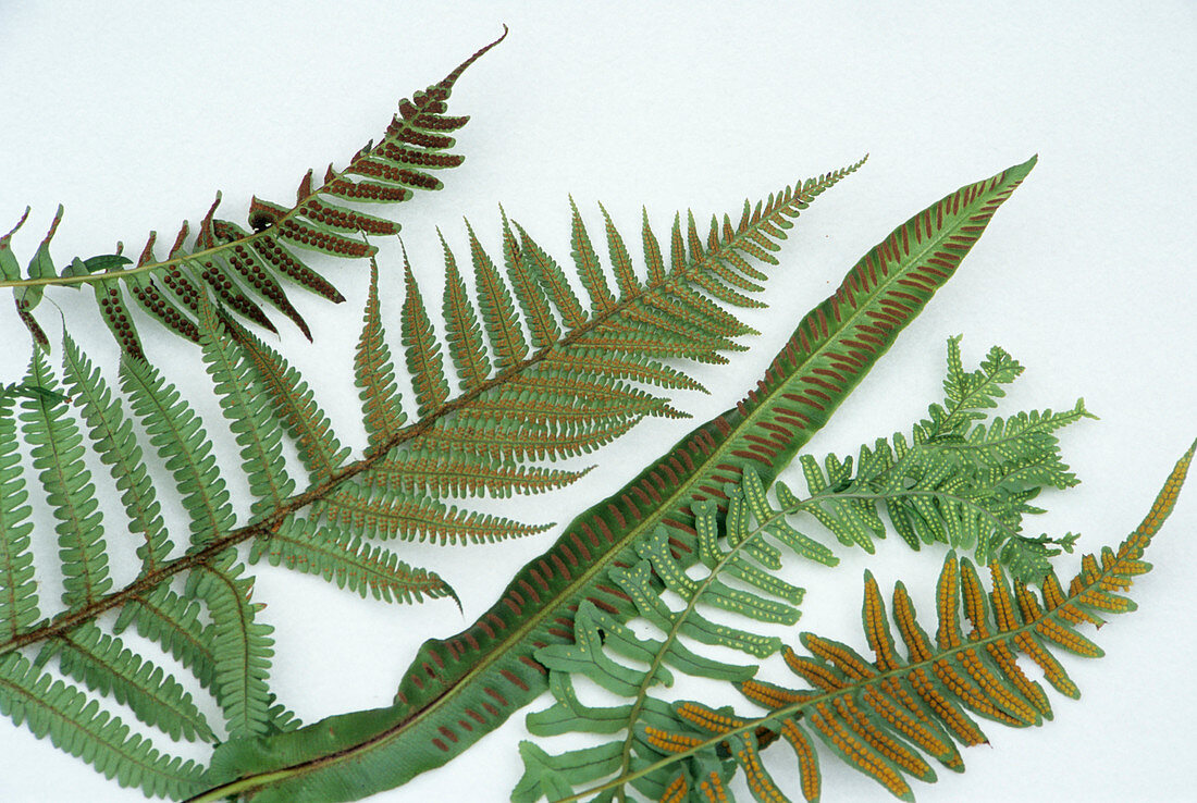 Fern fronds and sori