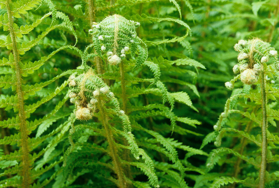 Soft shield-fern (Polystichum setiferum)