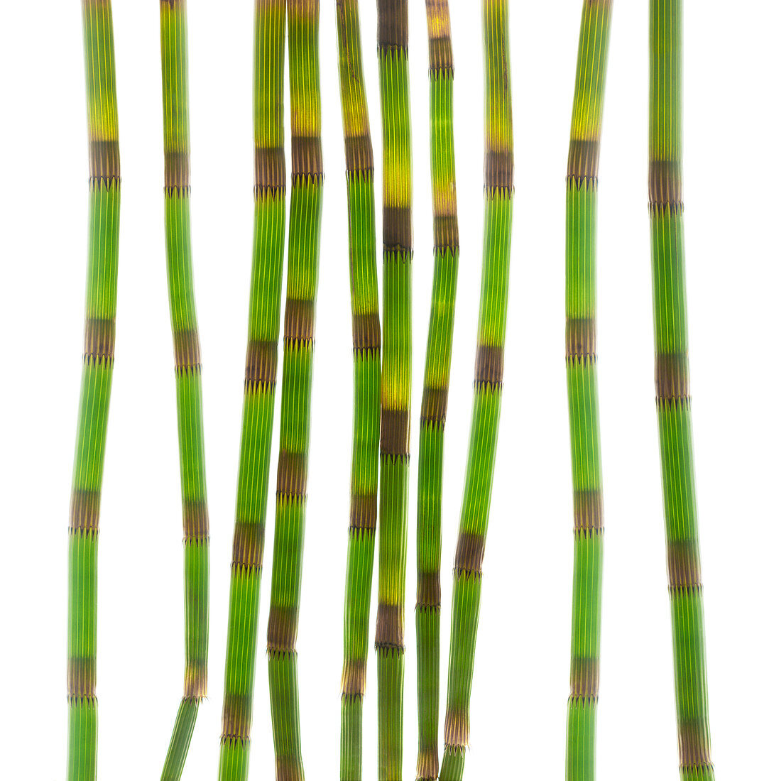 Horsetail stems (Equisetum sp.)