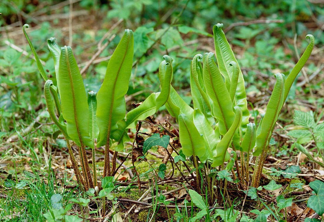 Hart's Tongue fern