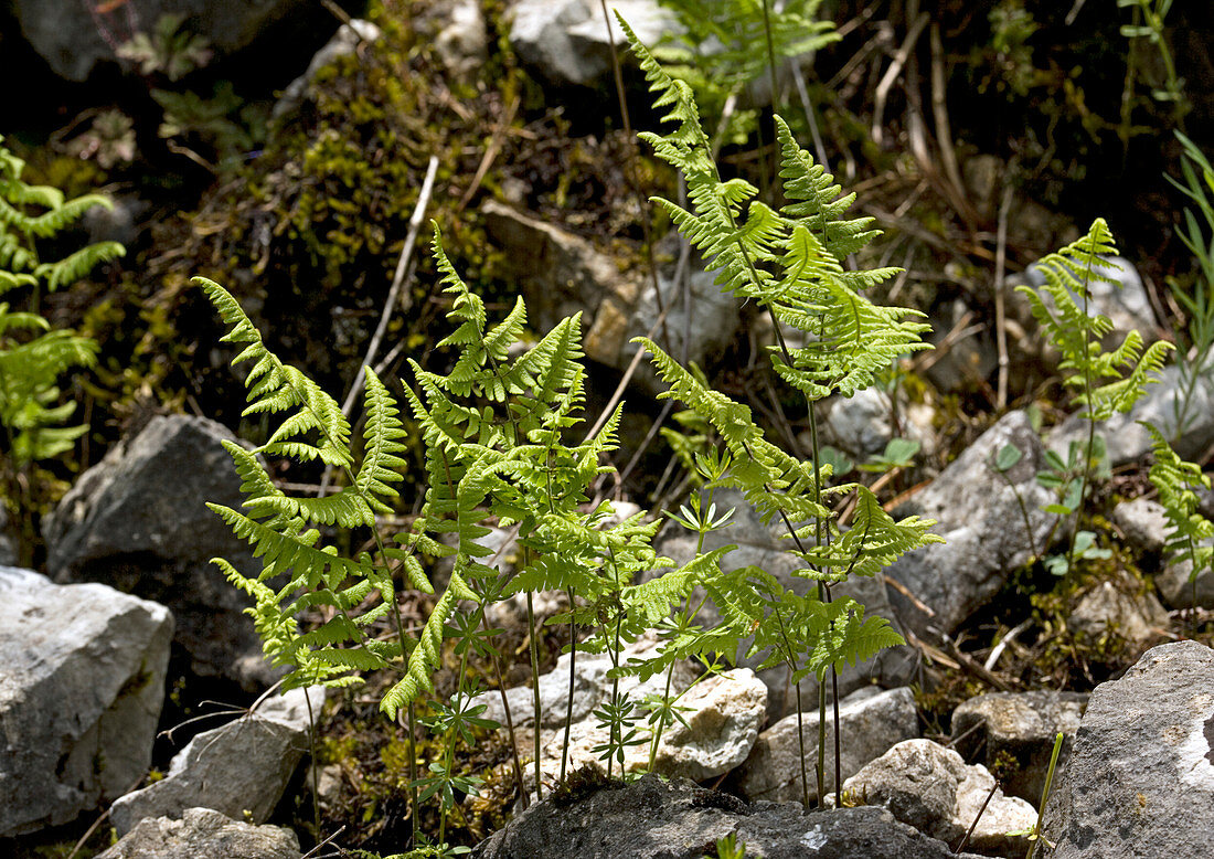 Limestone fern (Gymnocarpium robertianum)