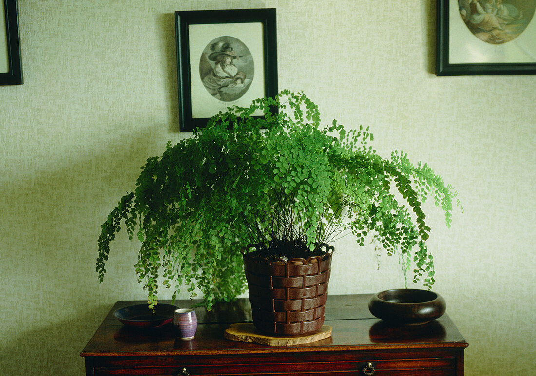 Maidenhair fern (Adiantum cuneatum)