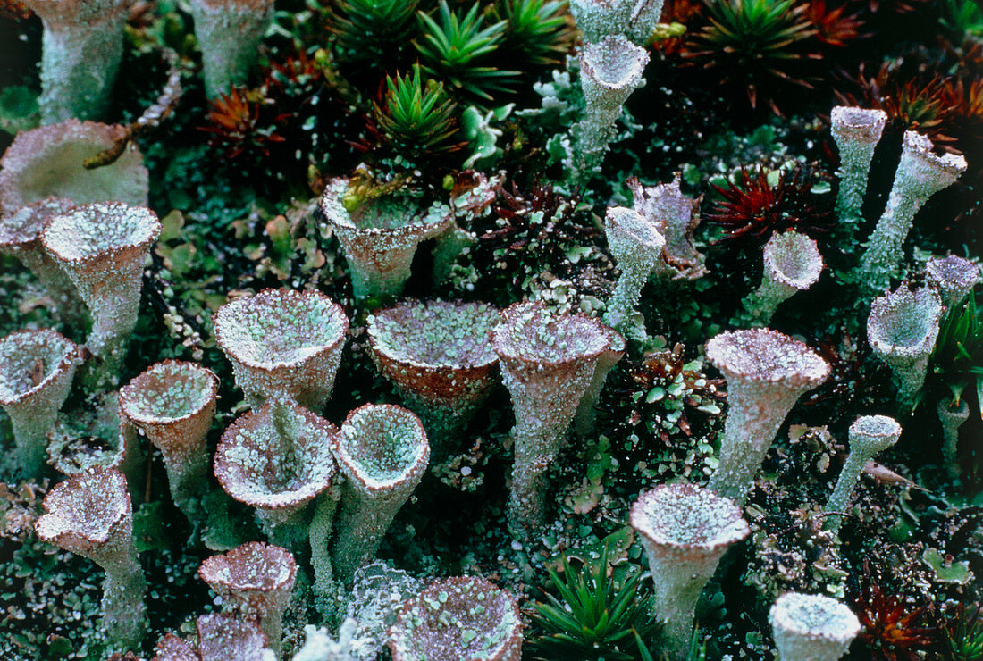 Stalked cups of lichen,Cladonia