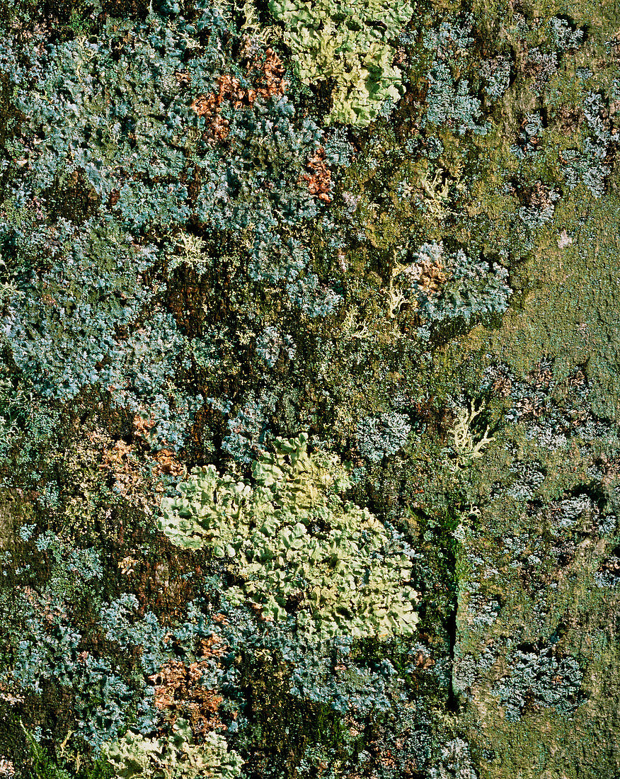 Lichens on a tree trunk