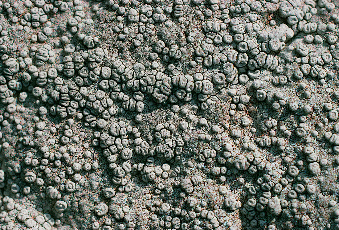 Marine lichen,Leconora,on rock