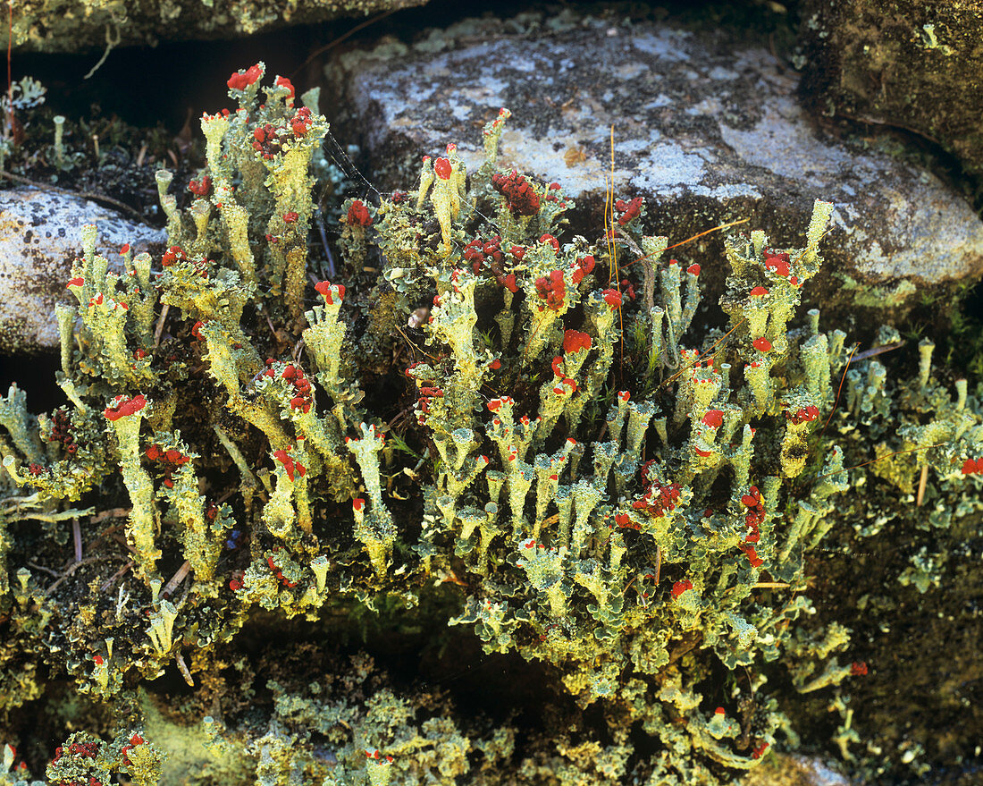 Cladonia lichen