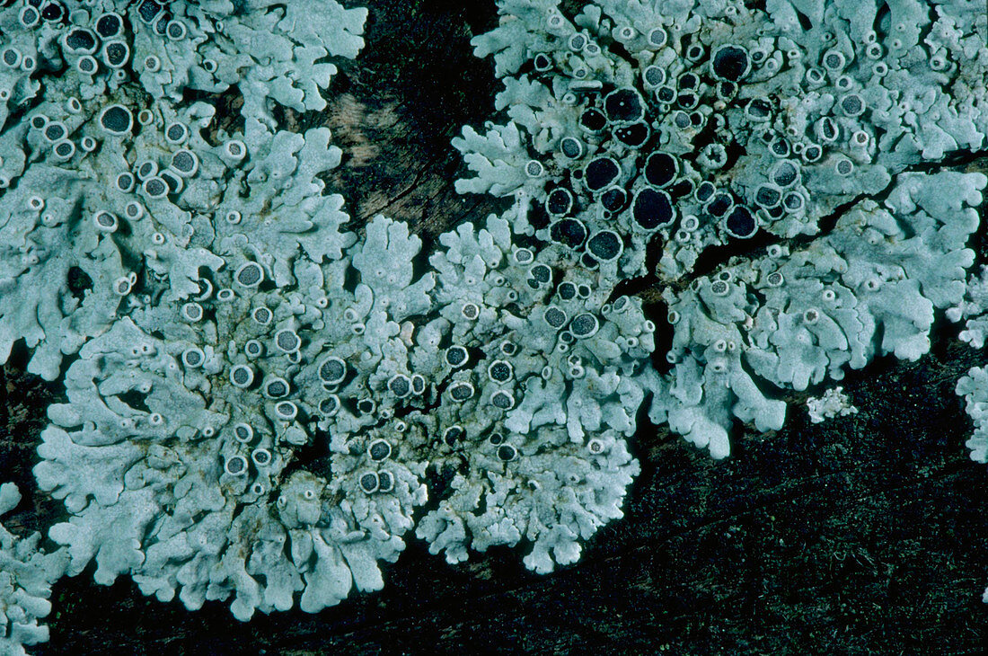 Physcia lichen
