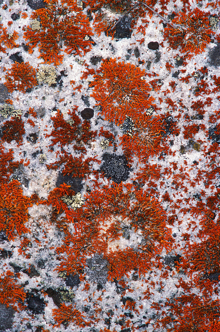Powdered orange lichen