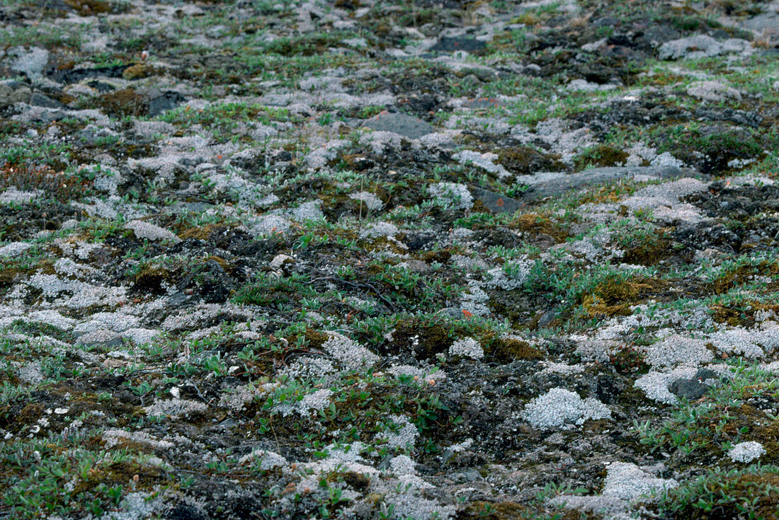 Lichens in tundra