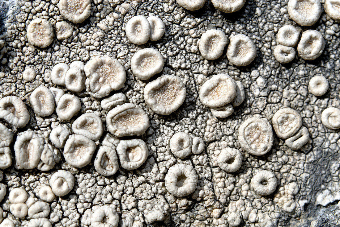 Lichen releasing spores