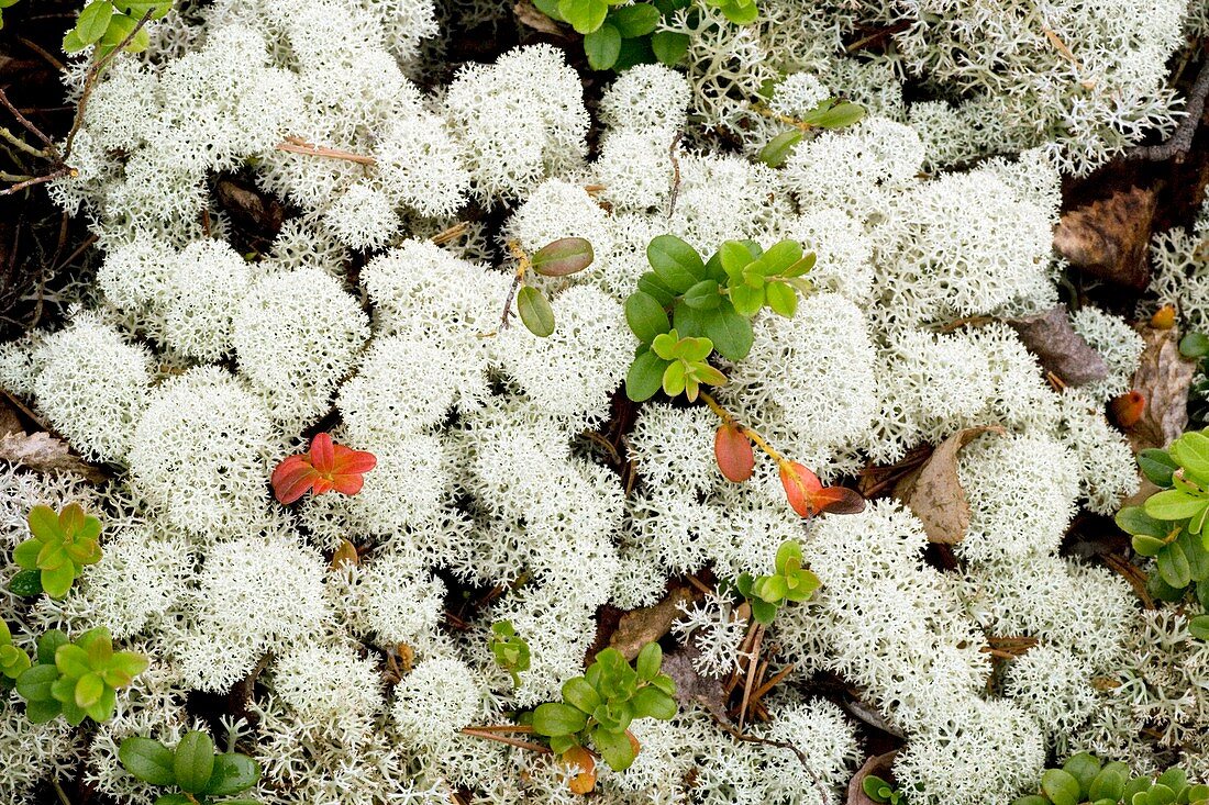 Lichen (Cladonia stellaris)