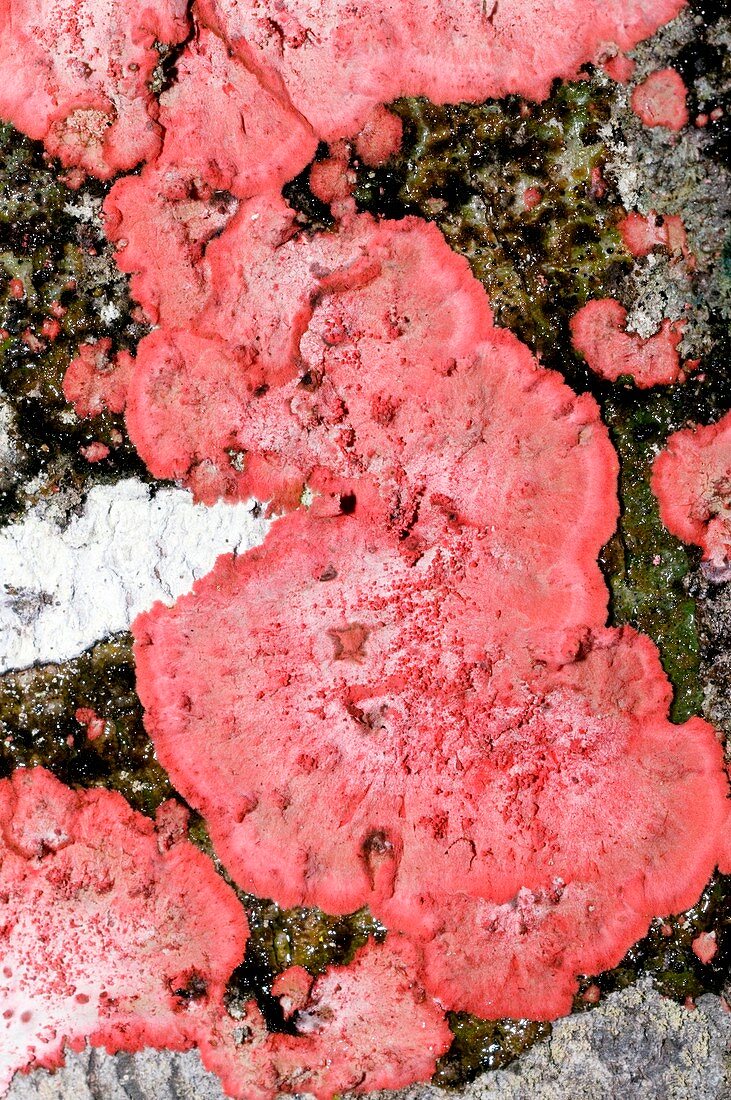 Red lichen