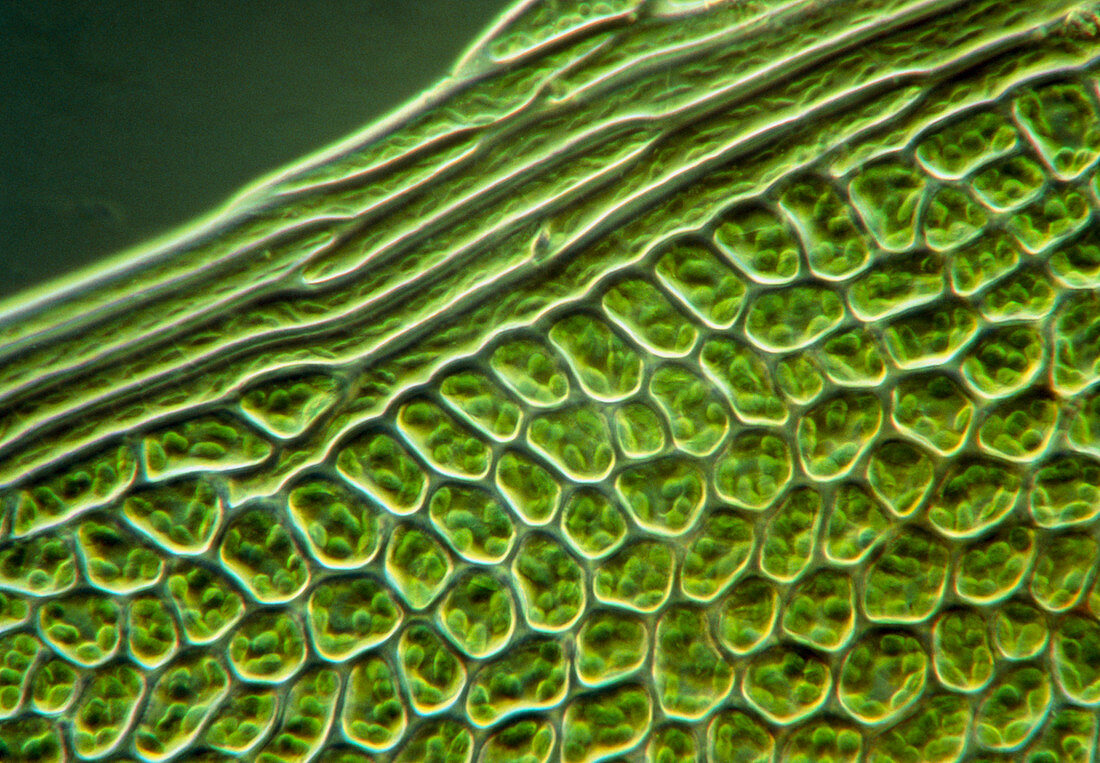 Leaf cells from the moss,Mnium