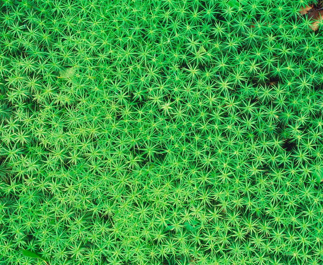 Polytrichum commune moss