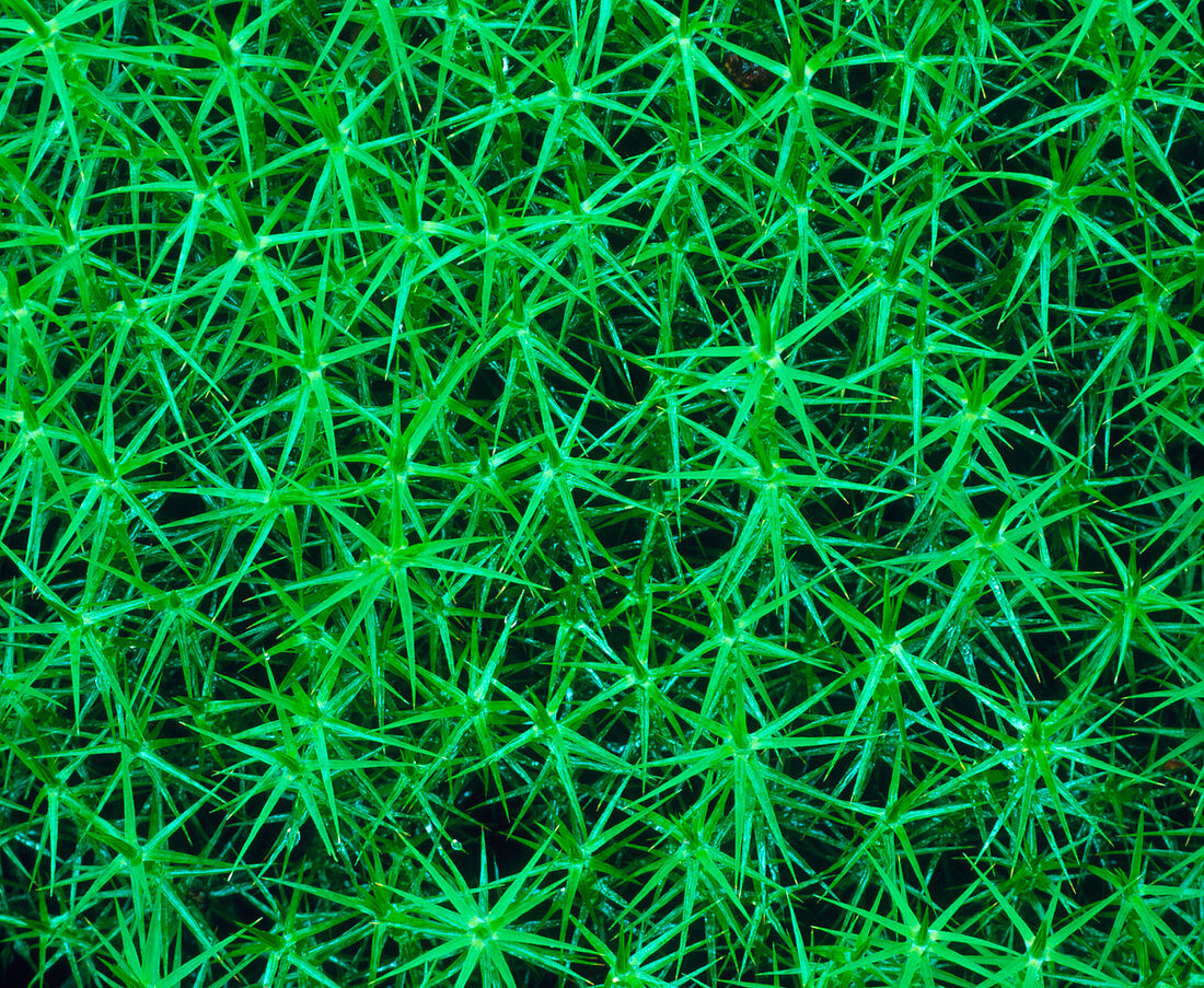 Polytrichum commune moss