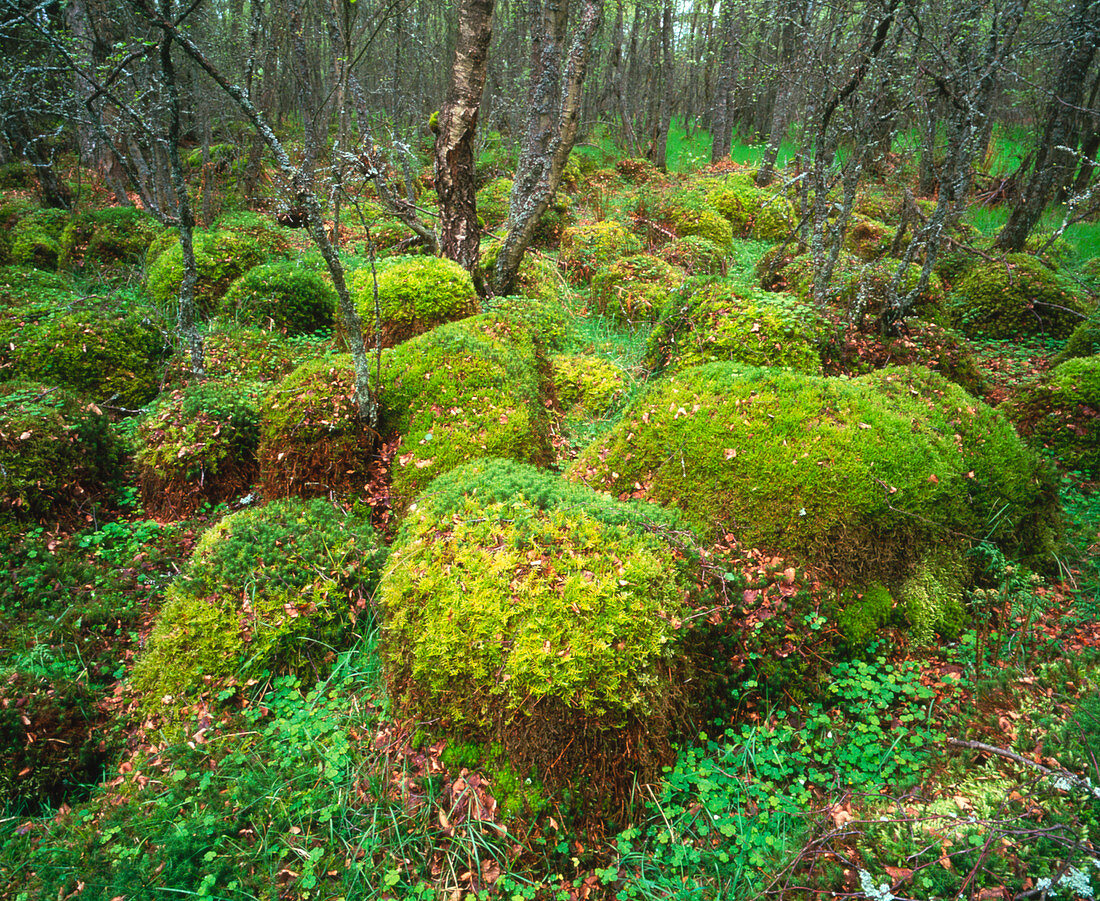 Polytrichum moss on woodland floor