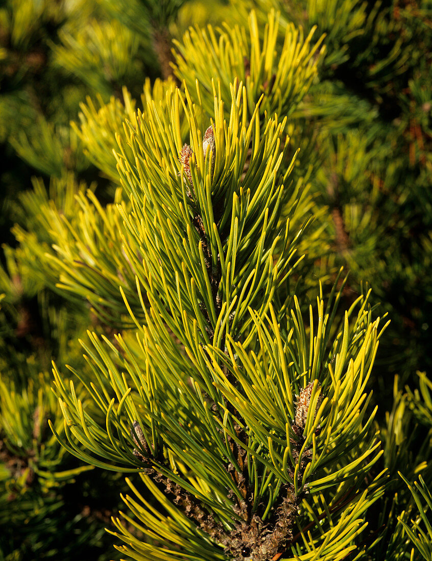 Dwarf pine needles (Pinus mugo 'Ophir')