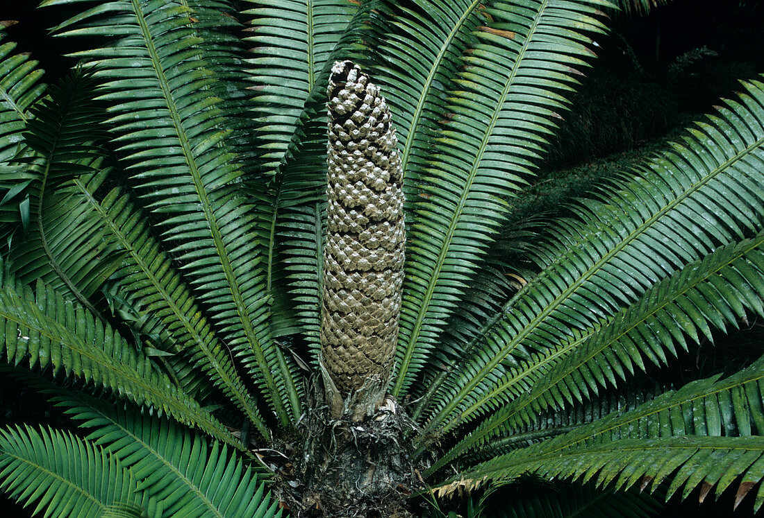Male cycad cone (Dioon sp.)