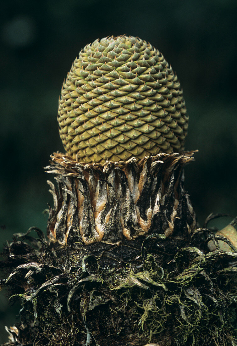 Female cycad cone (Macrozamia spiralis)