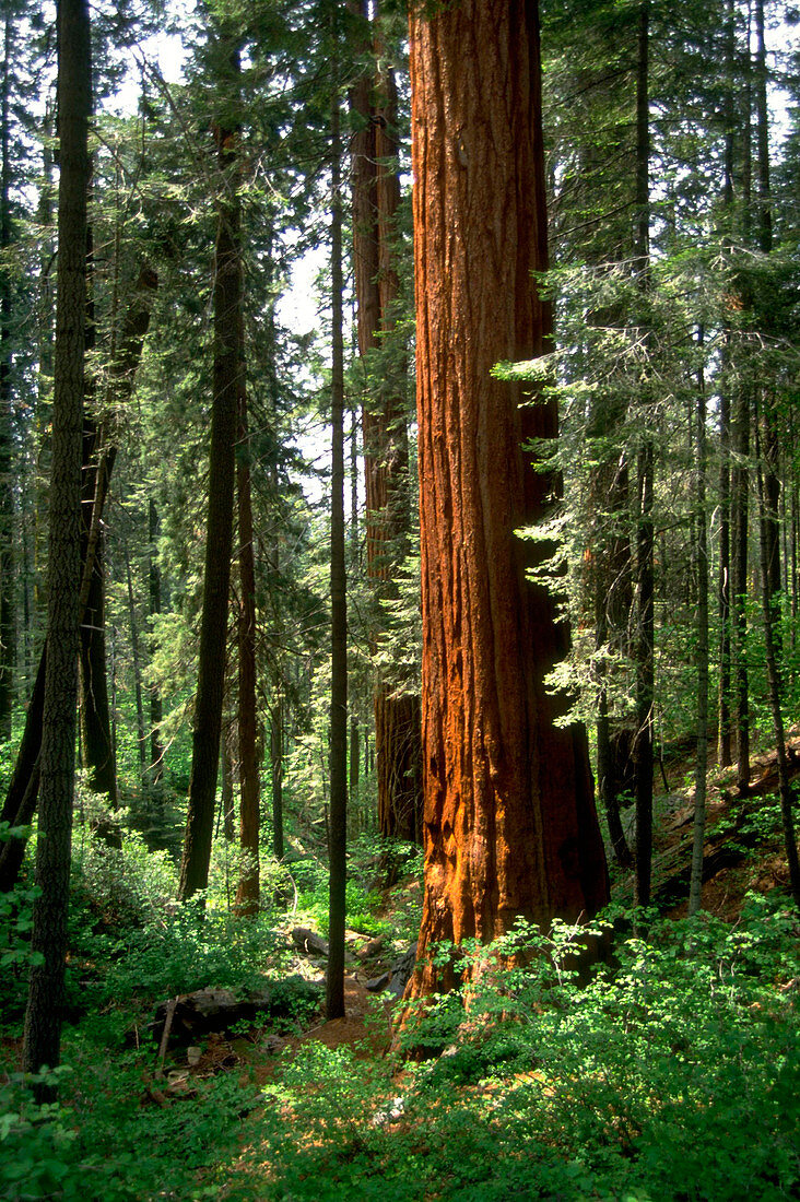 Coastal Redwood forest