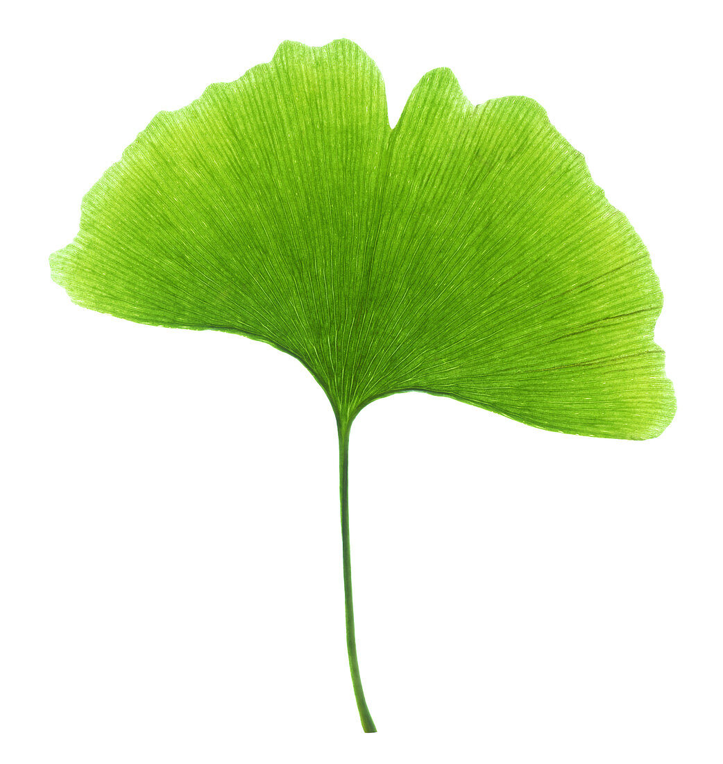 Ginkgo leaf