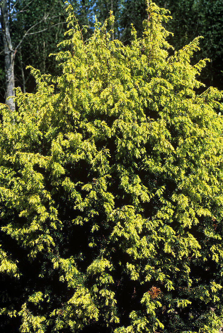 Juniperus communis Golden Showers