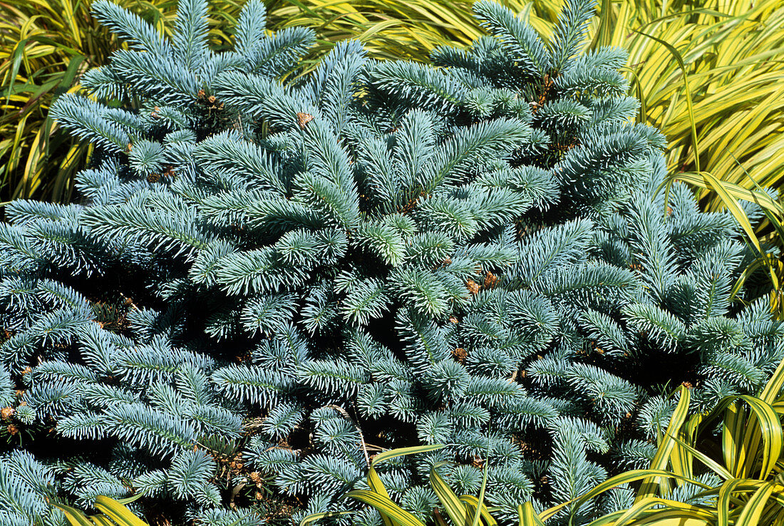 Blue spruce (Picea pungens 'Globosa')