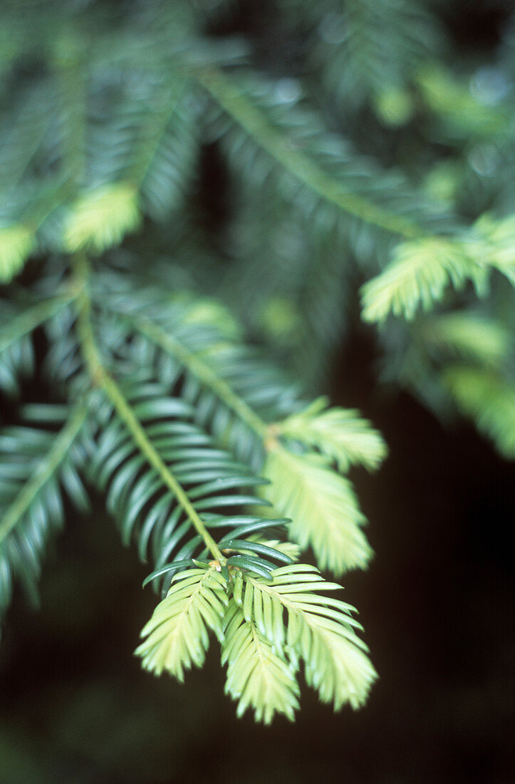 Yew leaves (Taxus baccata)