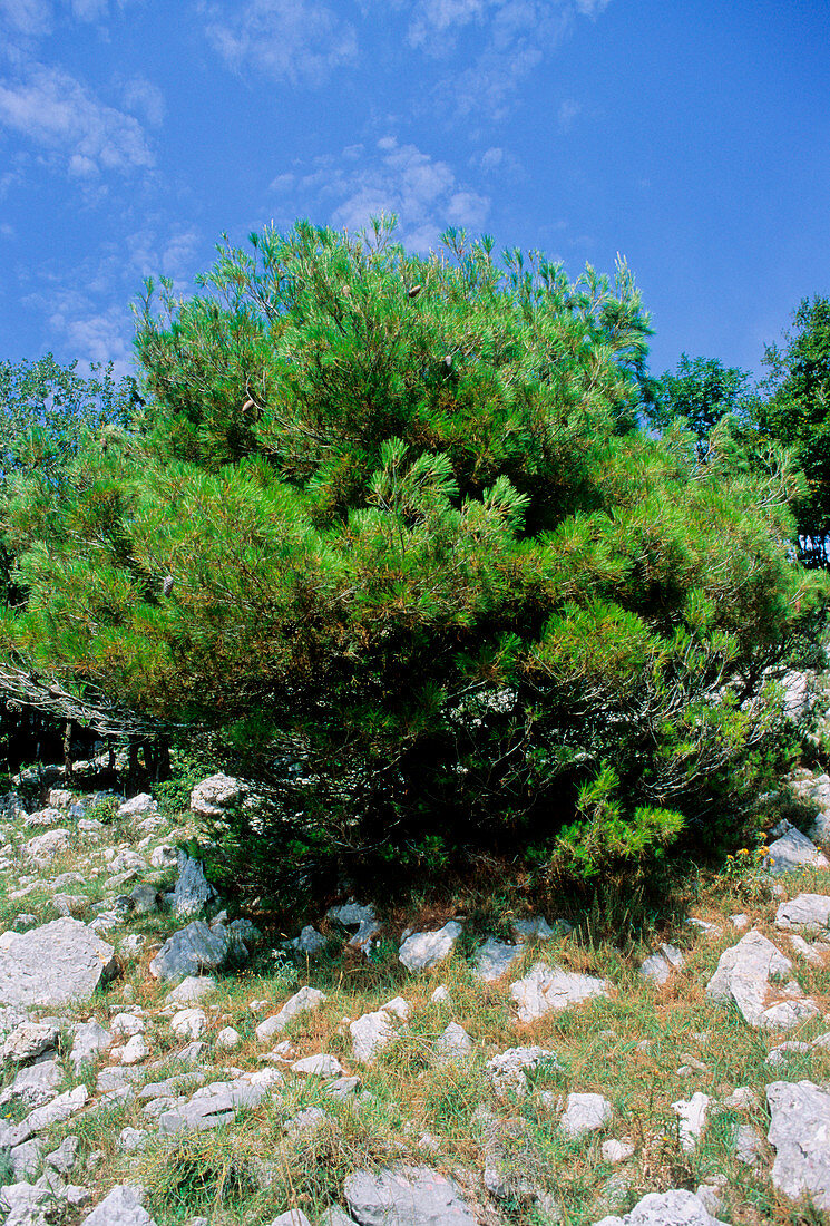Italian stone pine (Pinus pinea)
