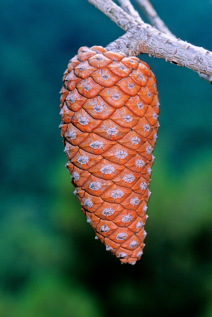 Italian stone pine cone (Pinus pinea)