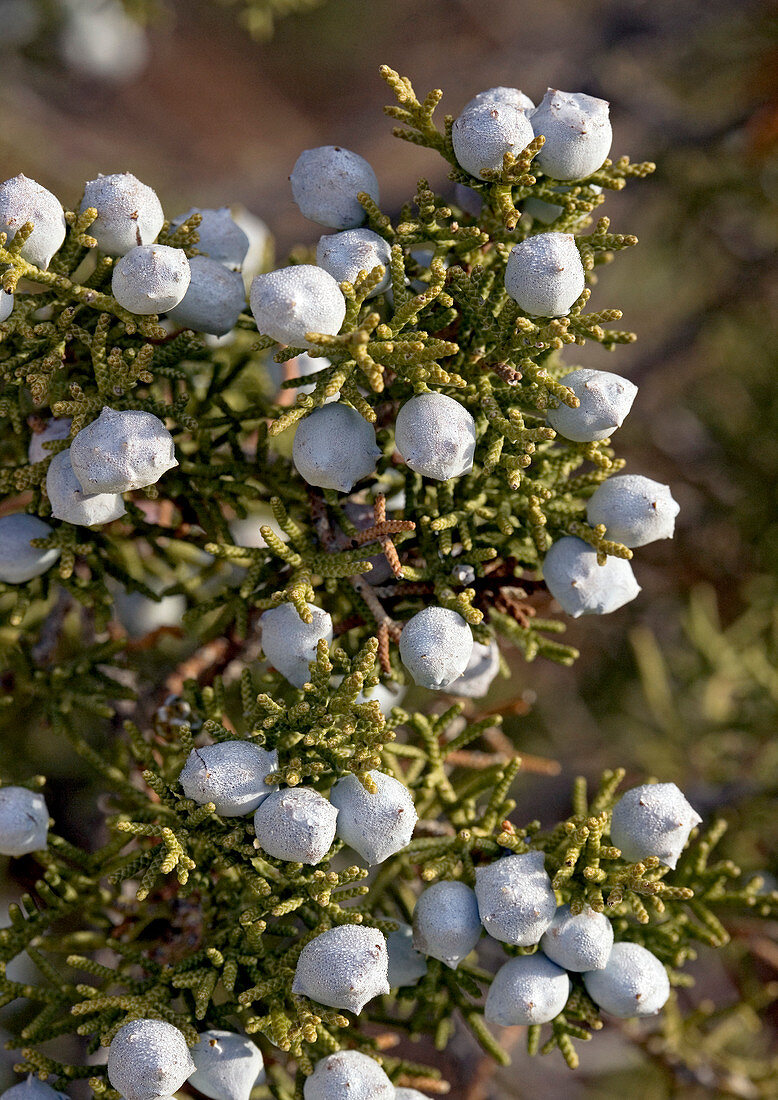 Juniper berries (Juniperus californicus)
