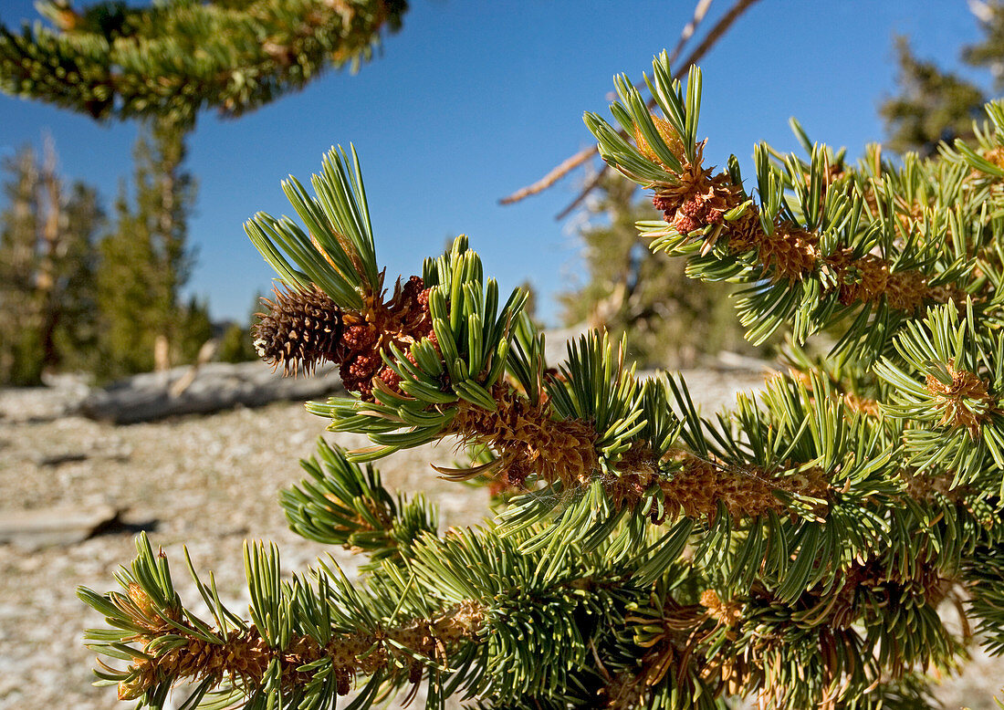 Pinus longaeva