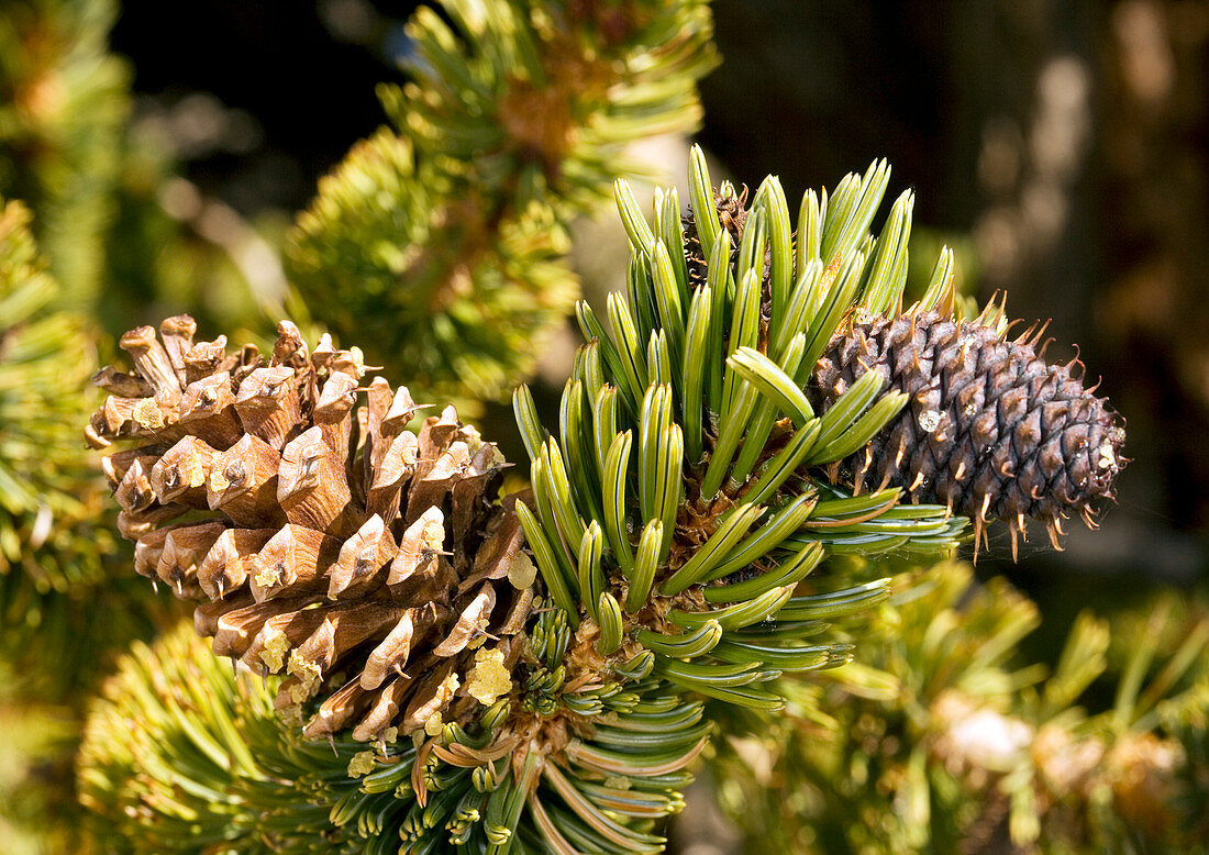 Pinus longaeva