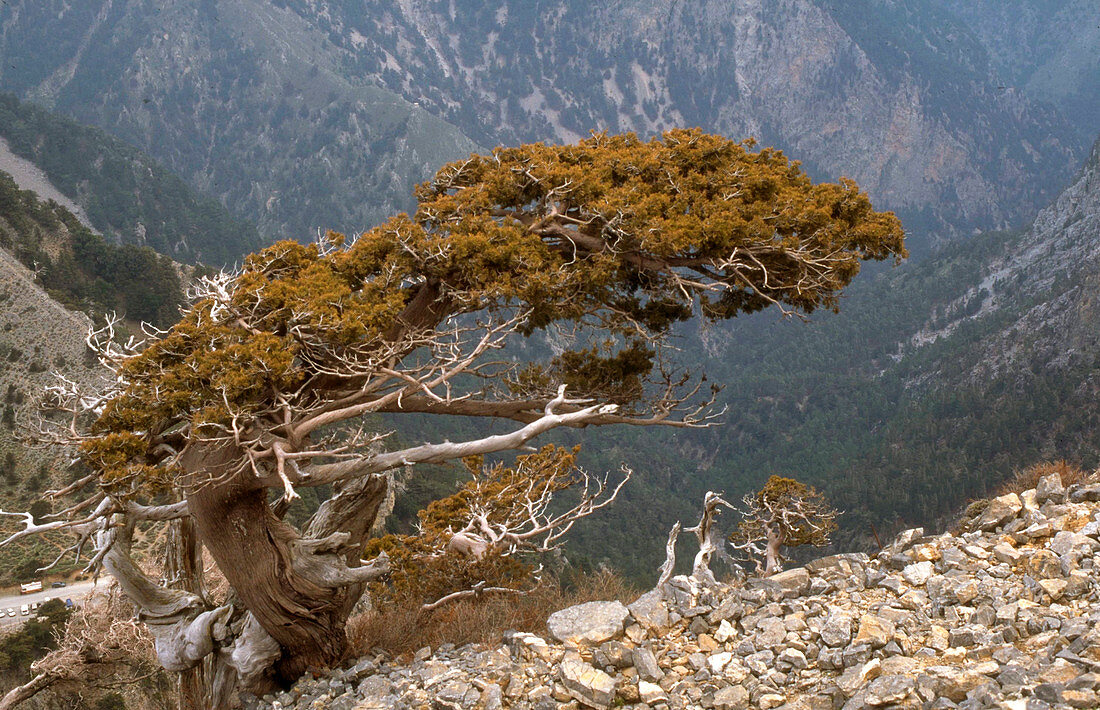 Italian cypress tree