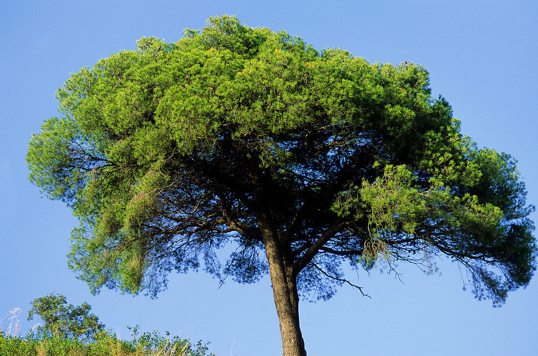 Aleppo pine tree (Pinus halepensis)