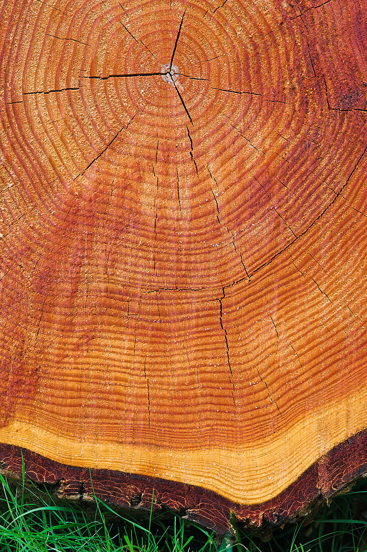 Growth rings of a scots pine tree