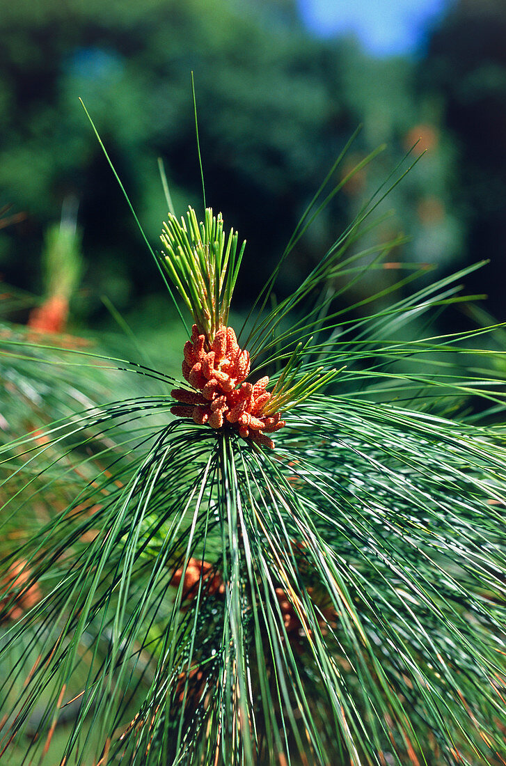 Pine cones (Pinus x schwerinii)