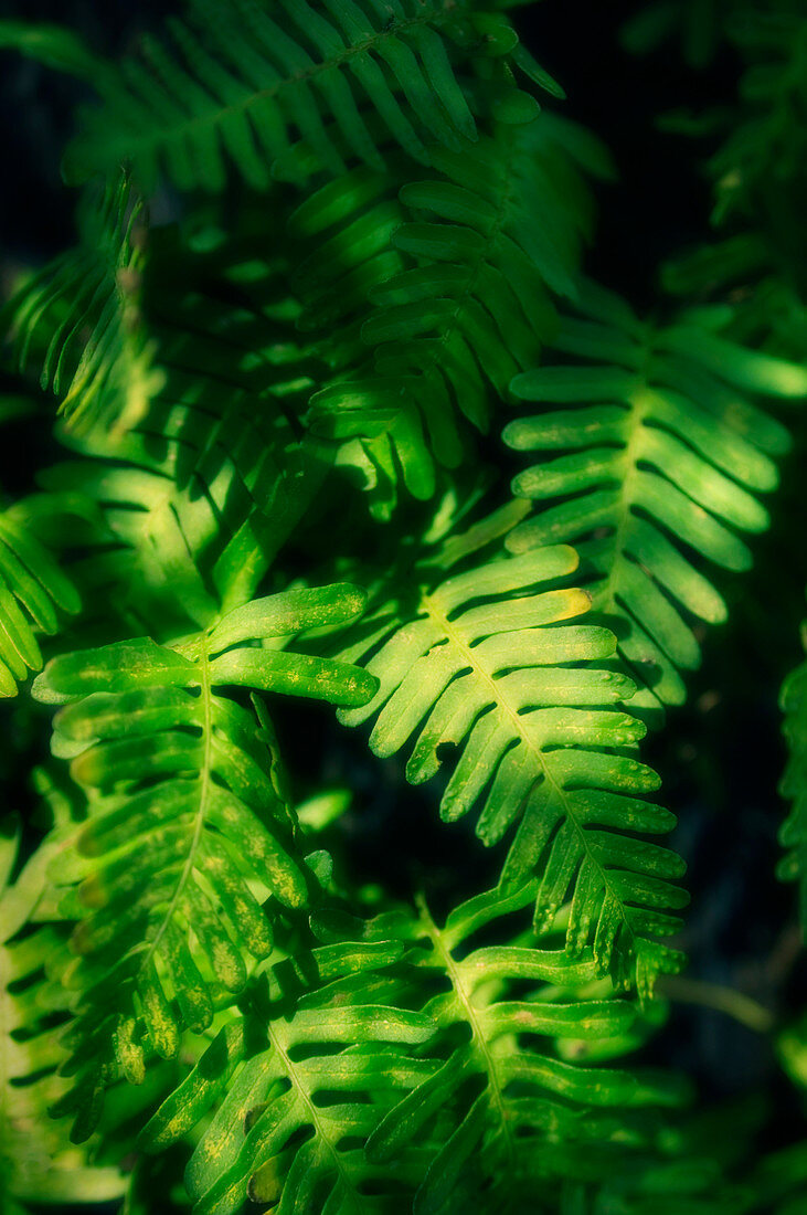 Saw fern (Blechnum spicant)