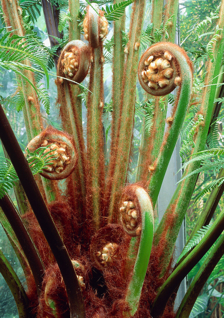 Tree fern (Dicksonia antarctica)