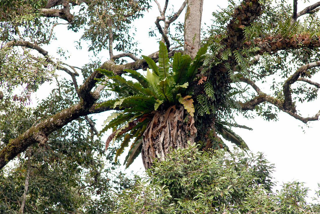Bird's nest fern