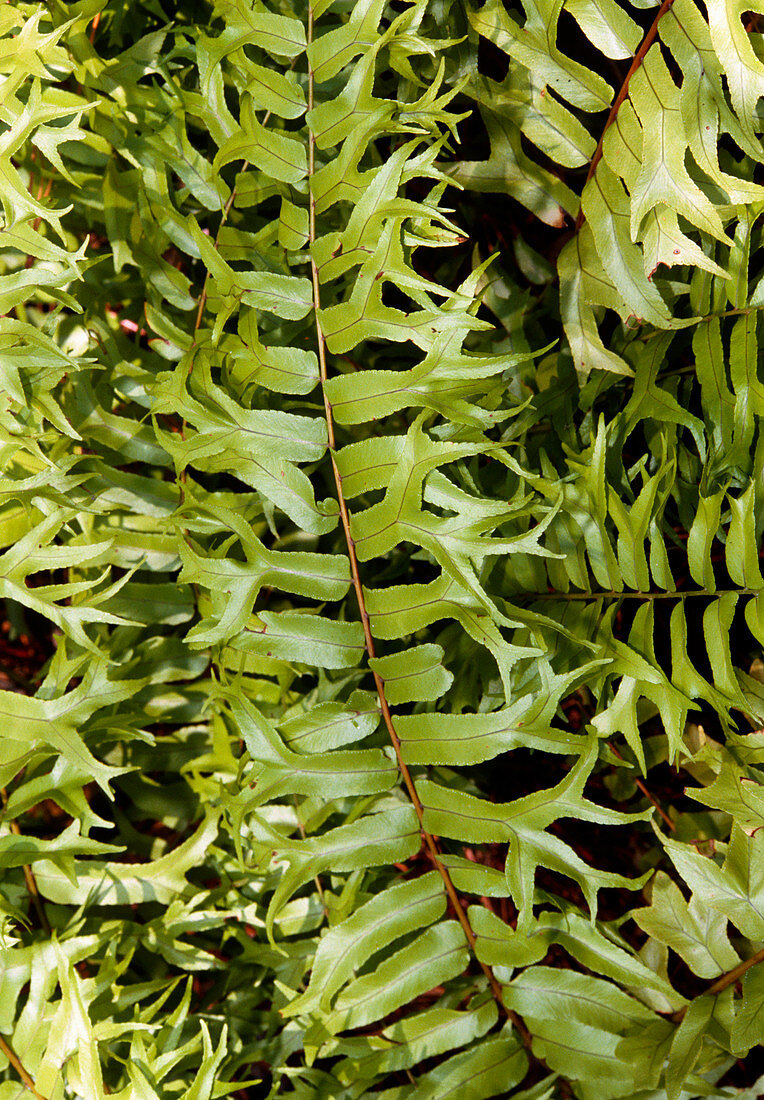 Fishtail fern (Nephrolepis biserrata)