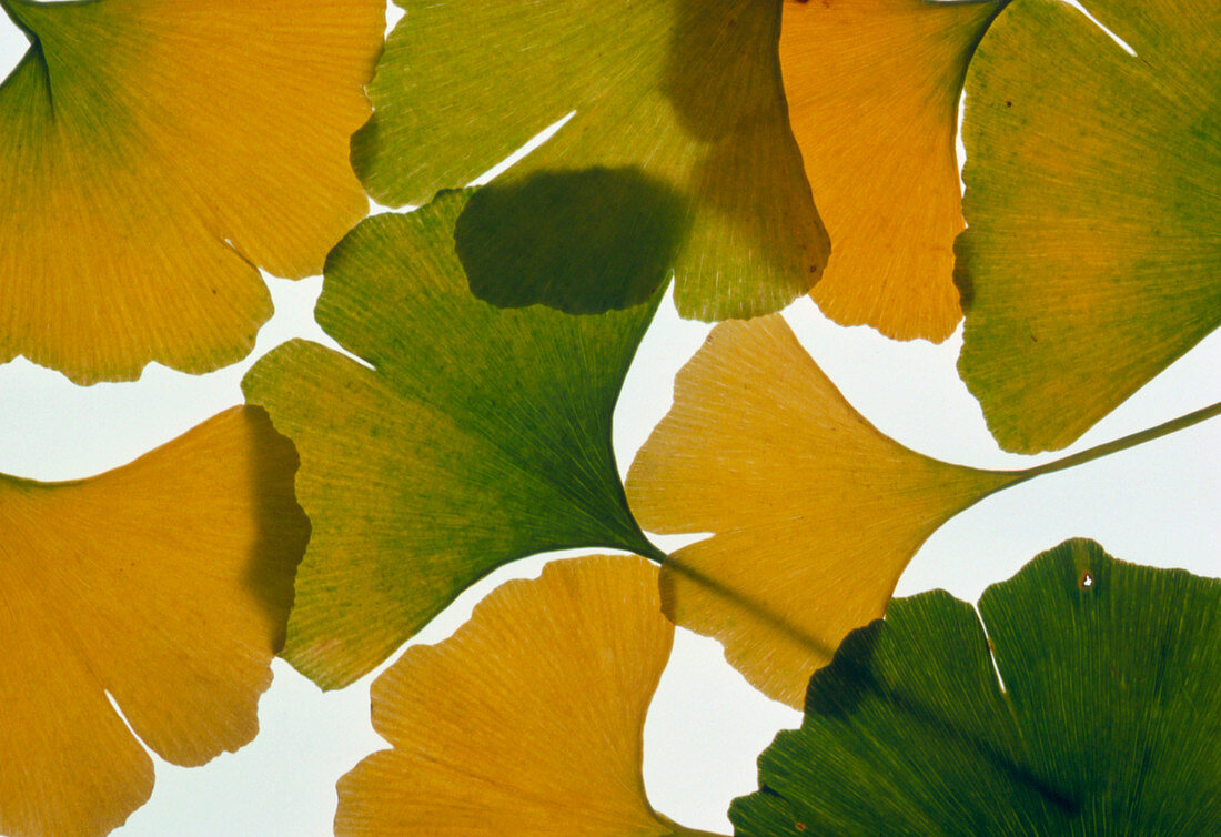 Maidenhair tree leaves in autumn colours