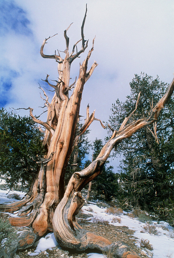 Bristlecone pine tree,Pinus aristata