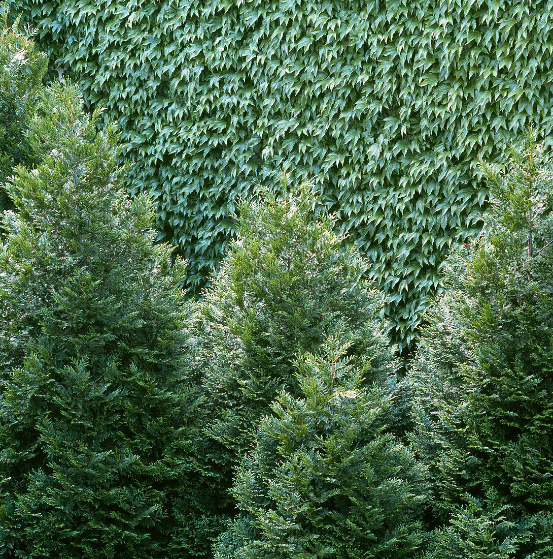 Conifers and ivy