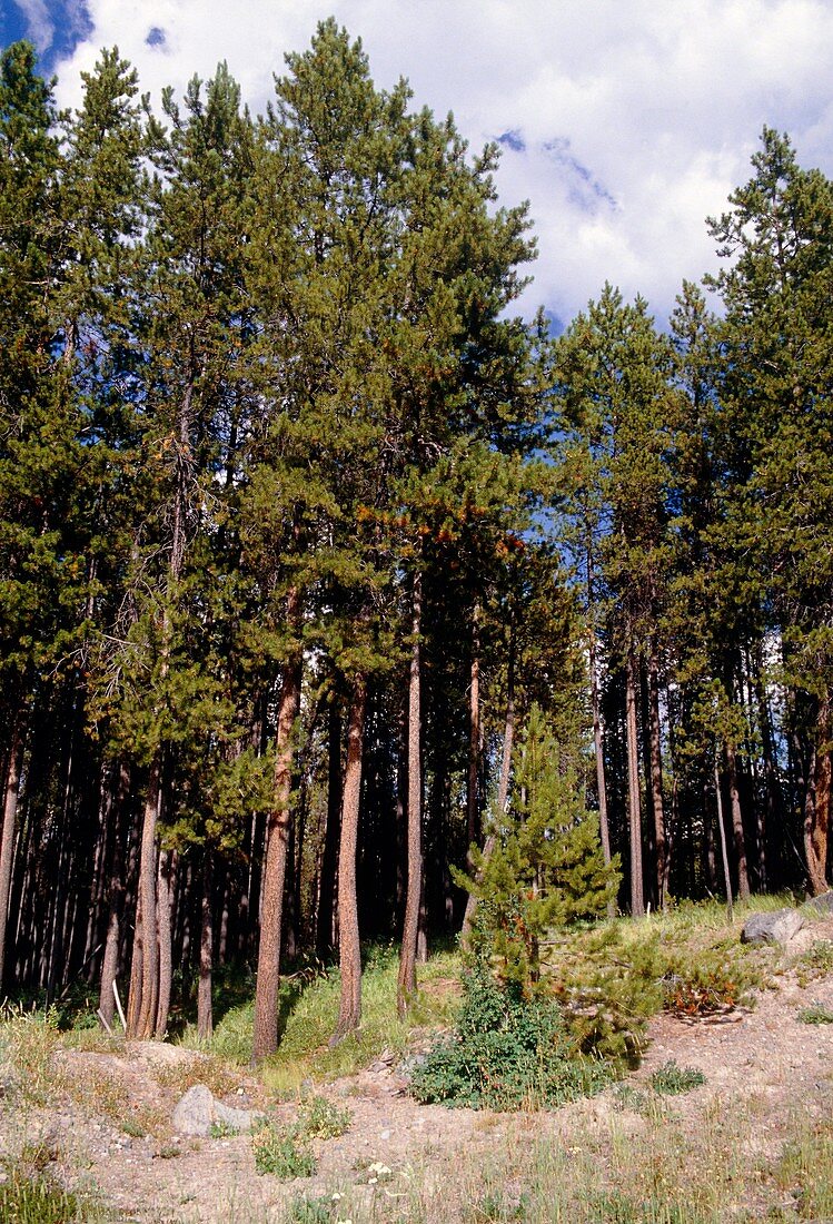 Lodgepole pine forest