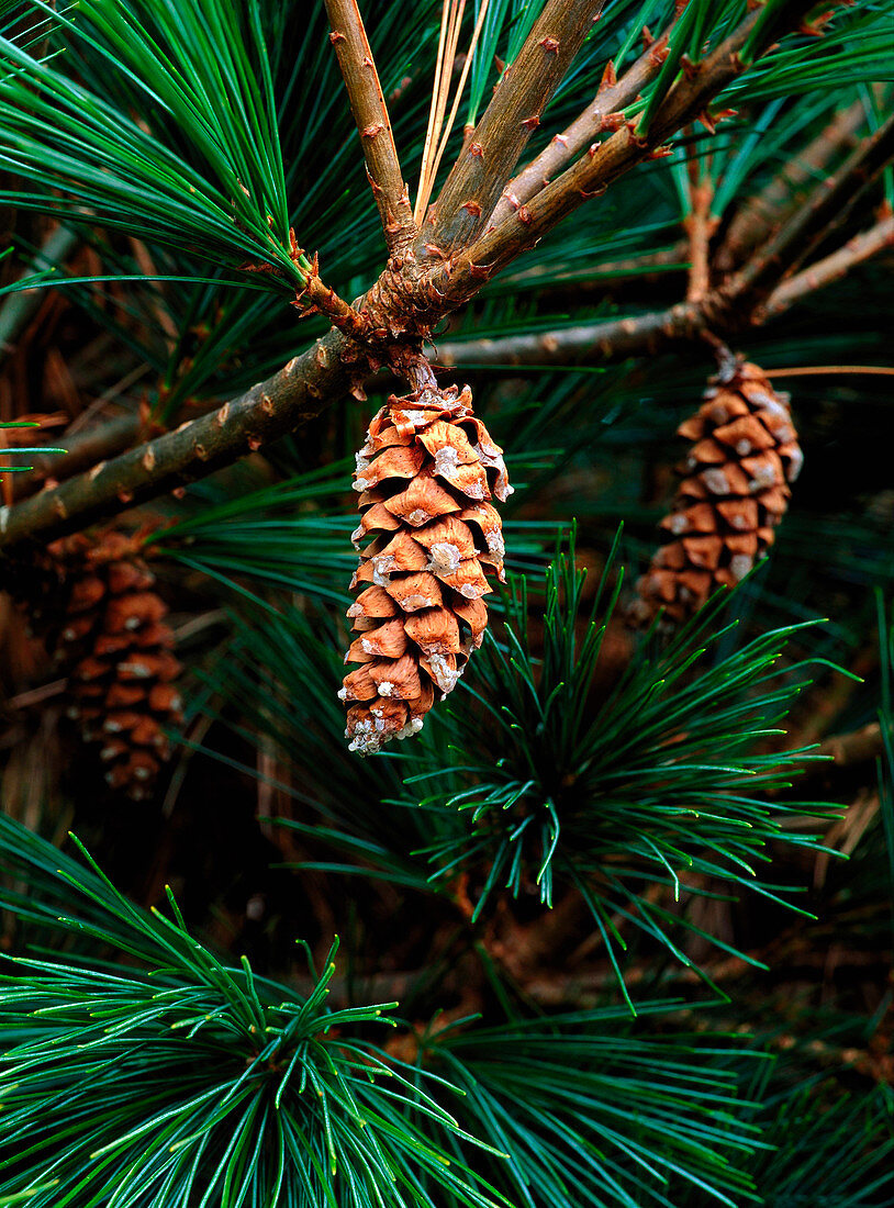 Eastern White pine cones