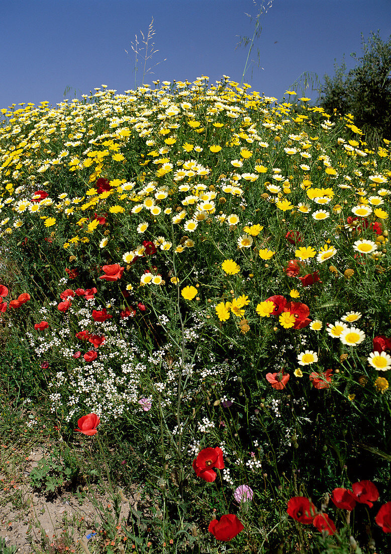 Crown daisies